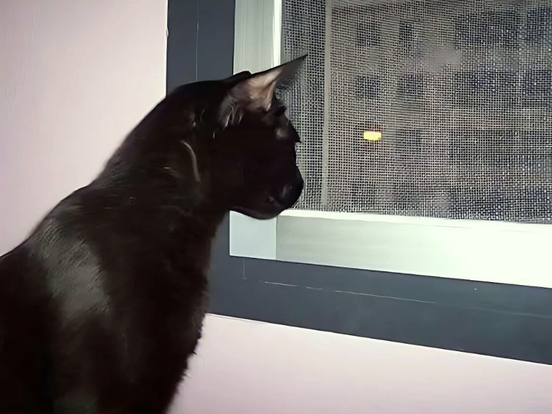 Venta, reparación e instalación de mosquiteras para gatos en Sant Cugat. Persianas Domésticas.